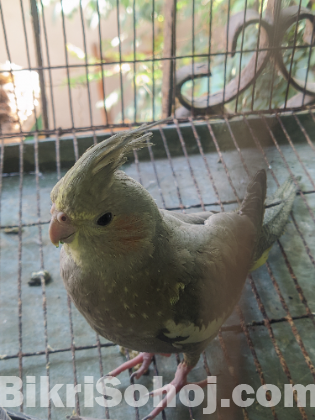 Cockatiel Bird gray single female